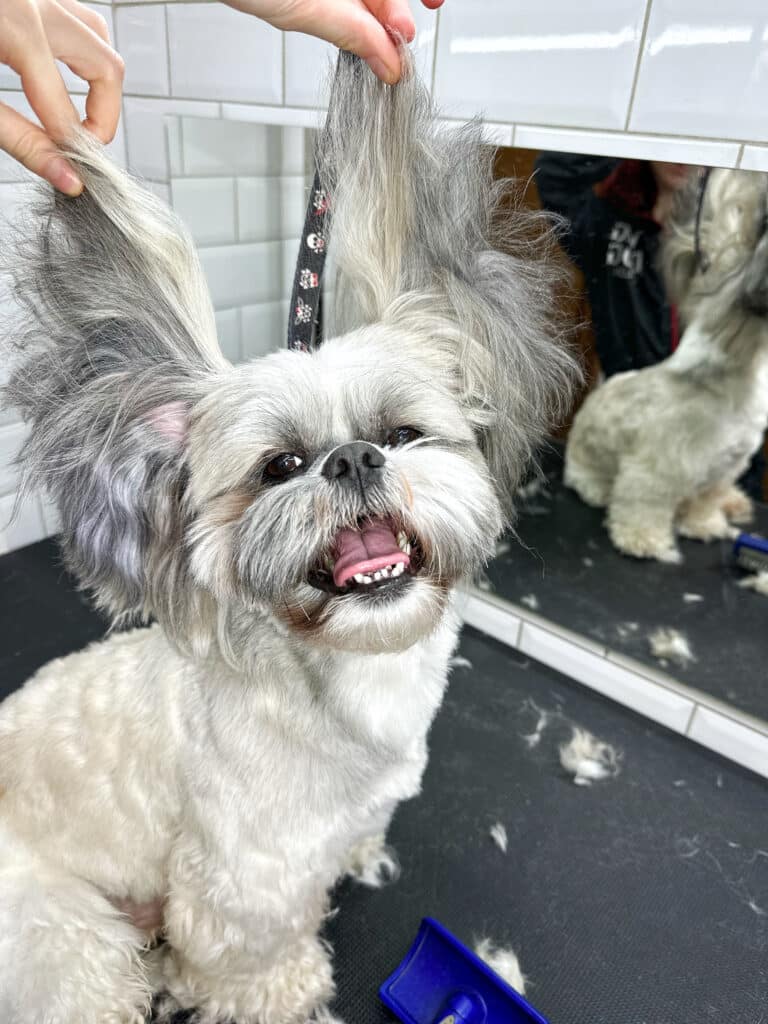 Грумер підняв довгі пухнасті вушка сірого пса для веселого фото