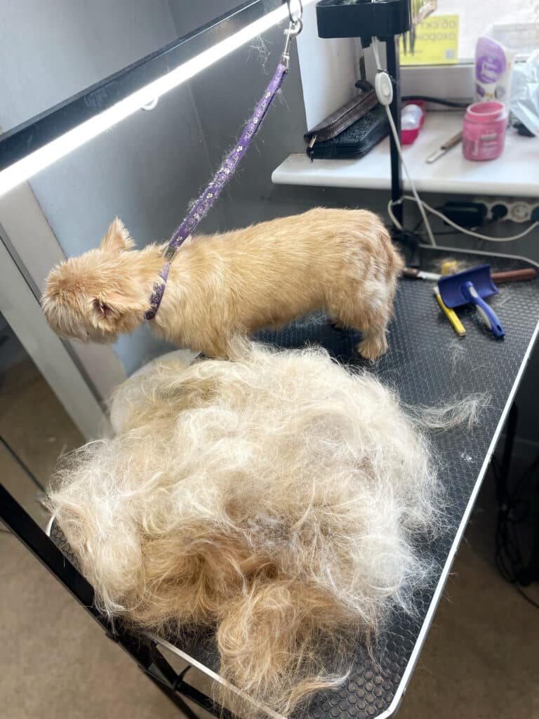 Після тримінгу бежевого собаки різними інструментами зібралась ціла купа шерсті