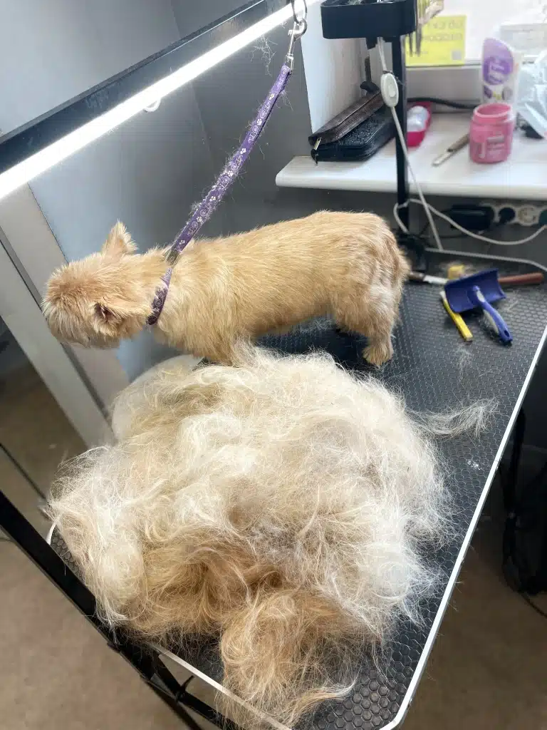 Після тримінгу бежевого собаки різними інструментами зібралась ціла купа шерсті