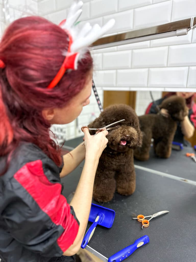 Грумер з різдвяним обідком стриже шерсть біля очей коричневого мальтіпу