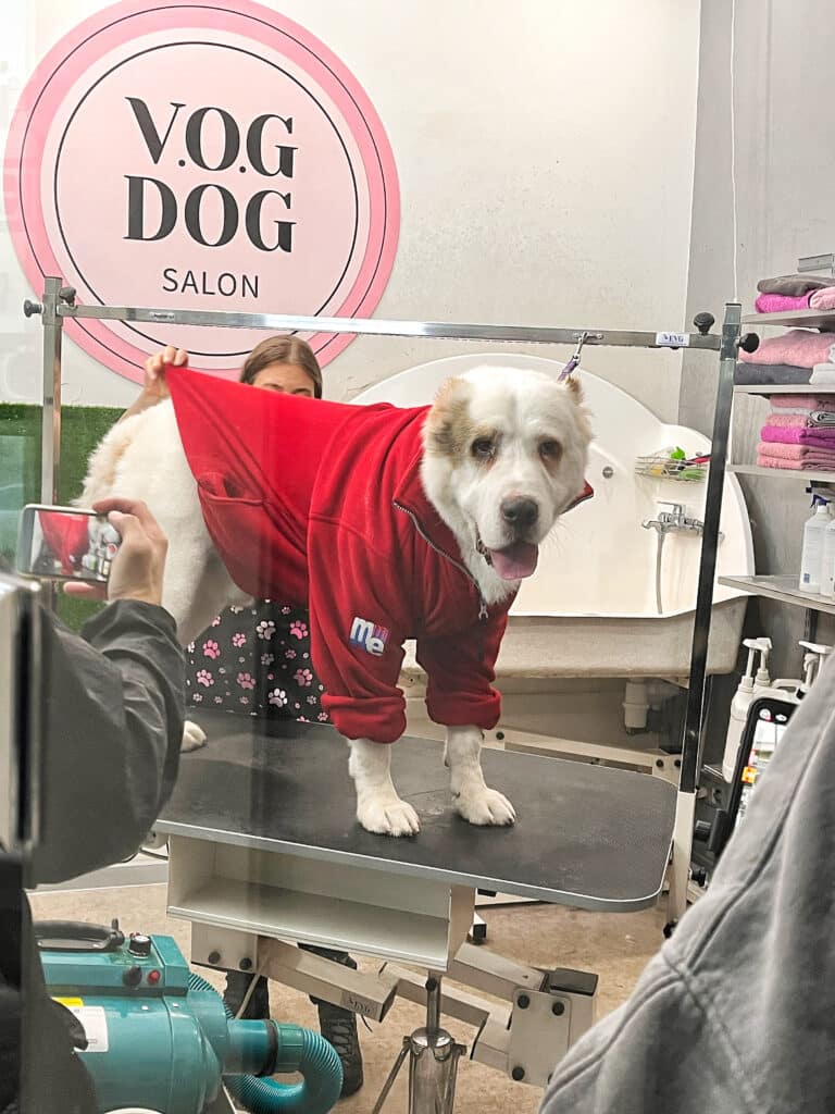 Грумер одягає червону кофтину на великого пса, який стоїть на прямокутному столі біля ванни