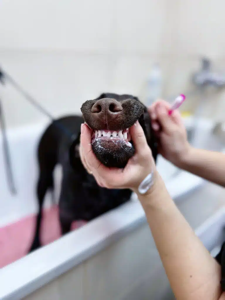 Грумер наніс пасту собі на руку, щоб було зручно чистити зуби лабрадора в ванні