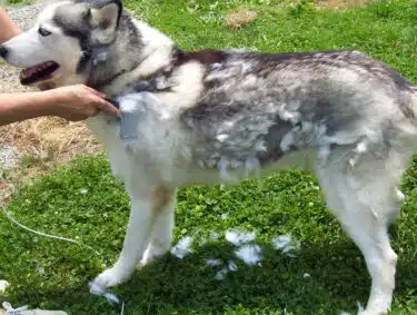 Best way to groom a husky best sale