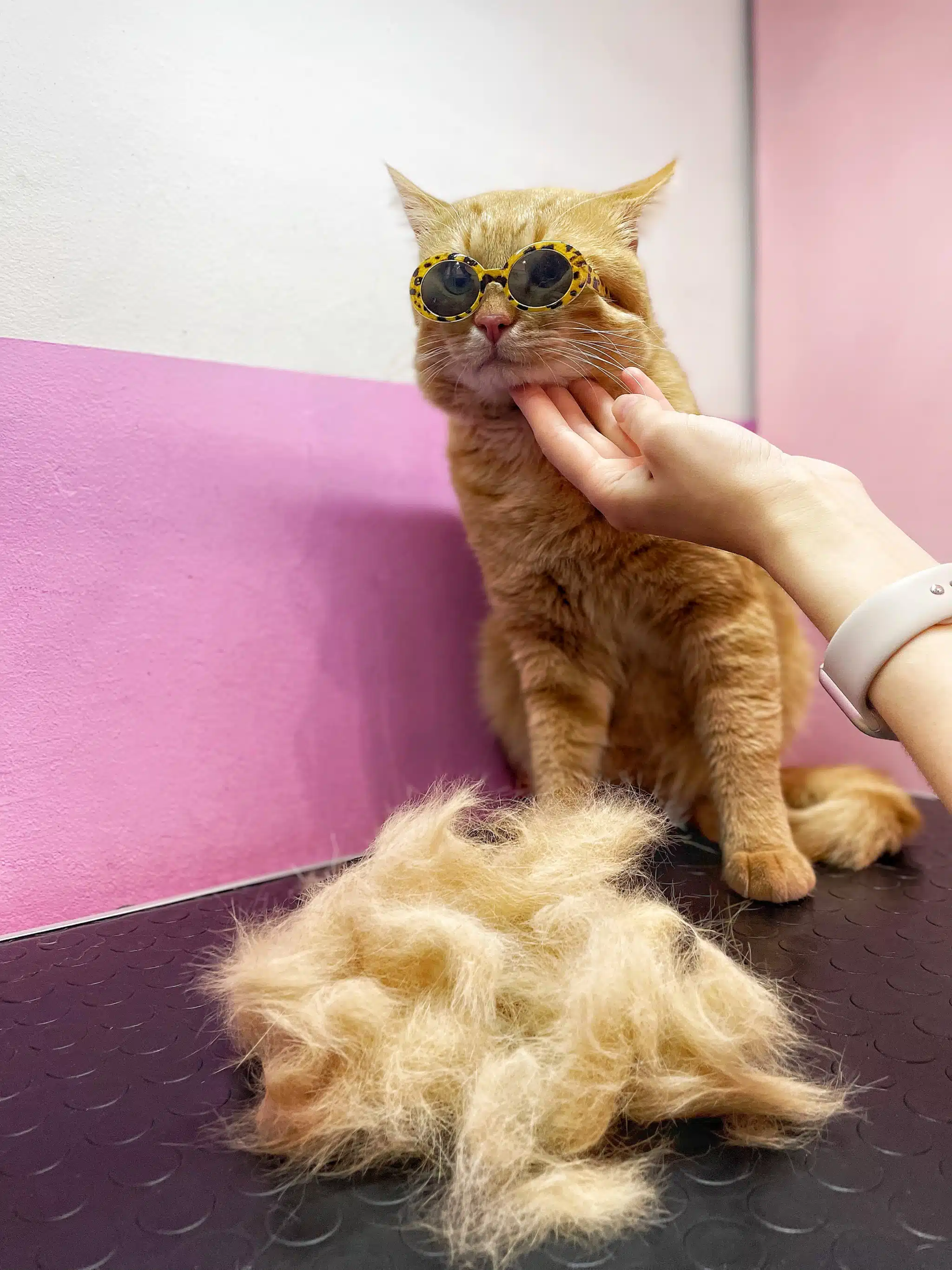 Кіт в леопардових окулярах сидить біля купки шерсті, що з нього вичесали на грумінгу