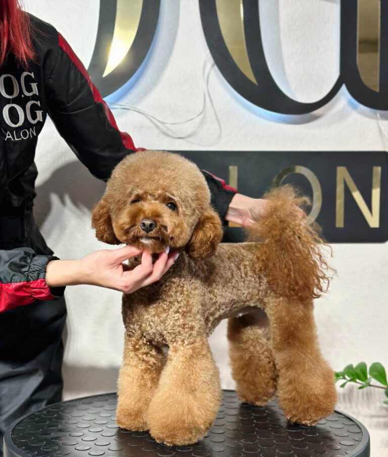 Грумер тримає пуделя під підборіддям та хвостом для демонстрації виставкової стійки та стрижки