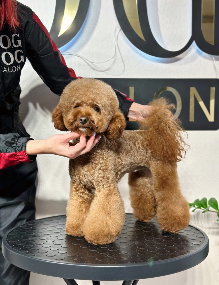 Грумер тримає пуделя під підборіддям та хвостом для демонстрації виставкової стійки та стрижки