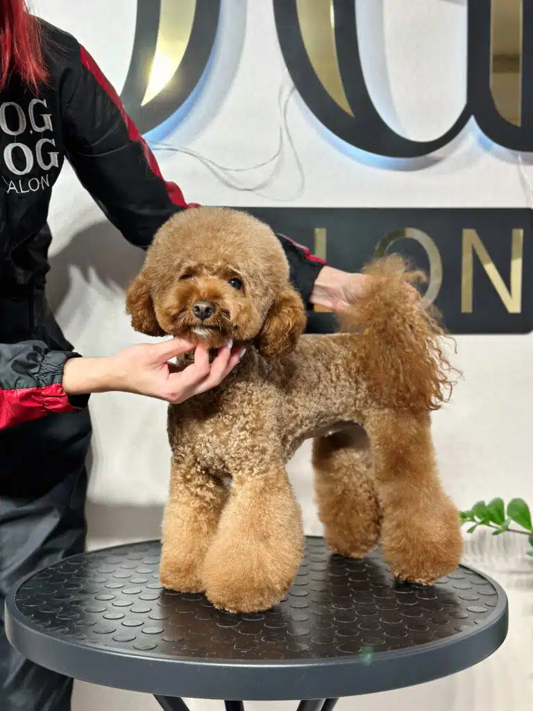 Грумер тримає мальтіпу за підборіддя та хвіст для демонстрації якісної стрижки після грумінгу