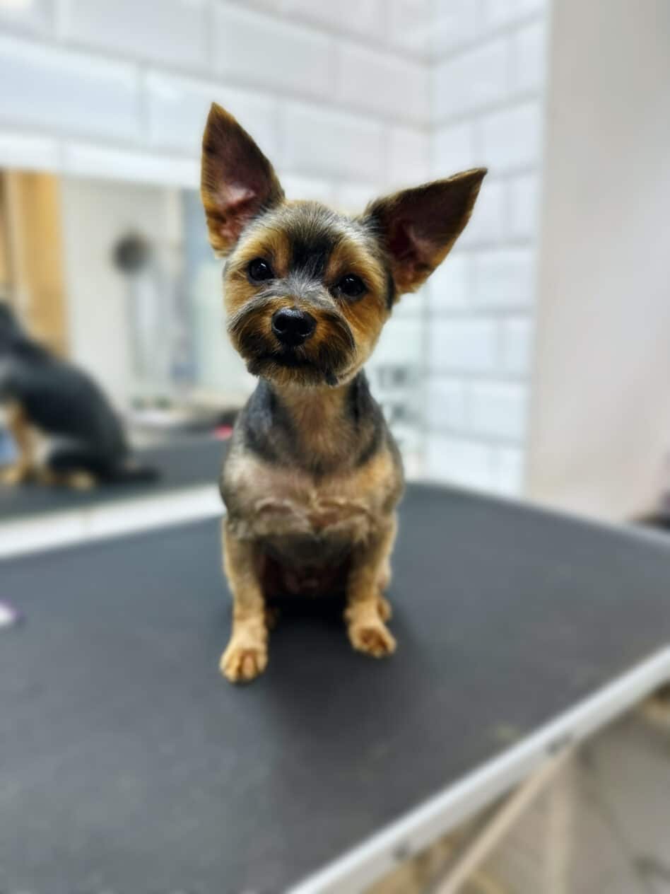 Йоркширский терьер - груминг салон V.O.G DOG