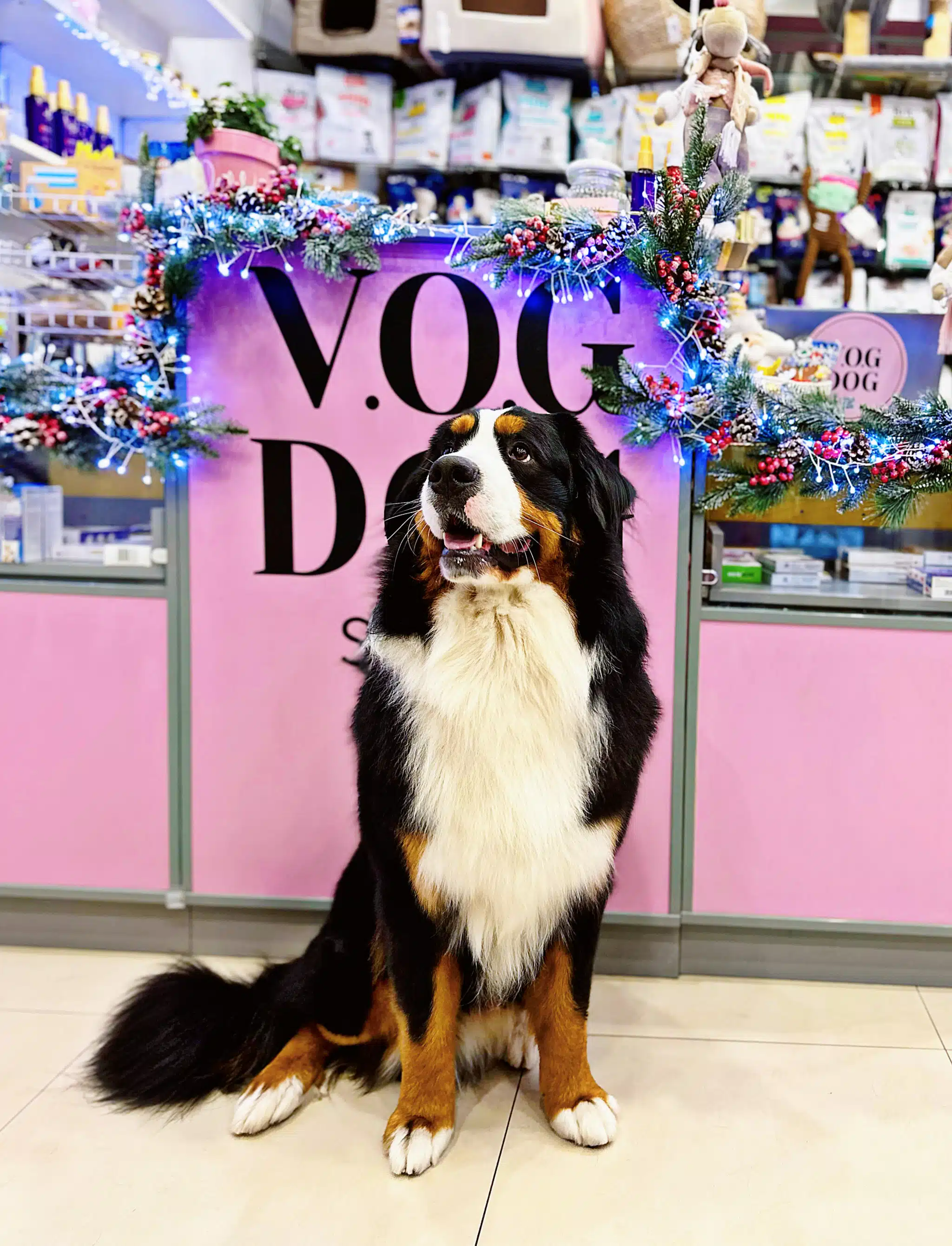 Груминг салон V.O.G DOG Груминг салон V.O.G DOG