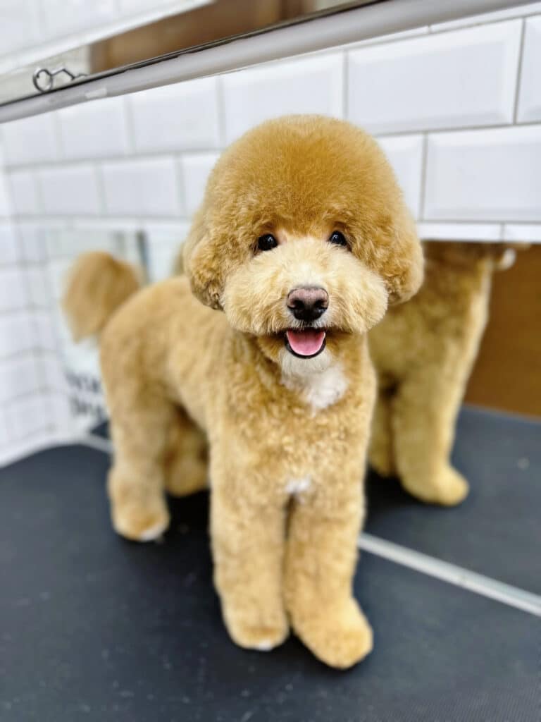 Високий мальтіпу з великою плюшкою має маленькі чорні очі, які після стрижки стало видно