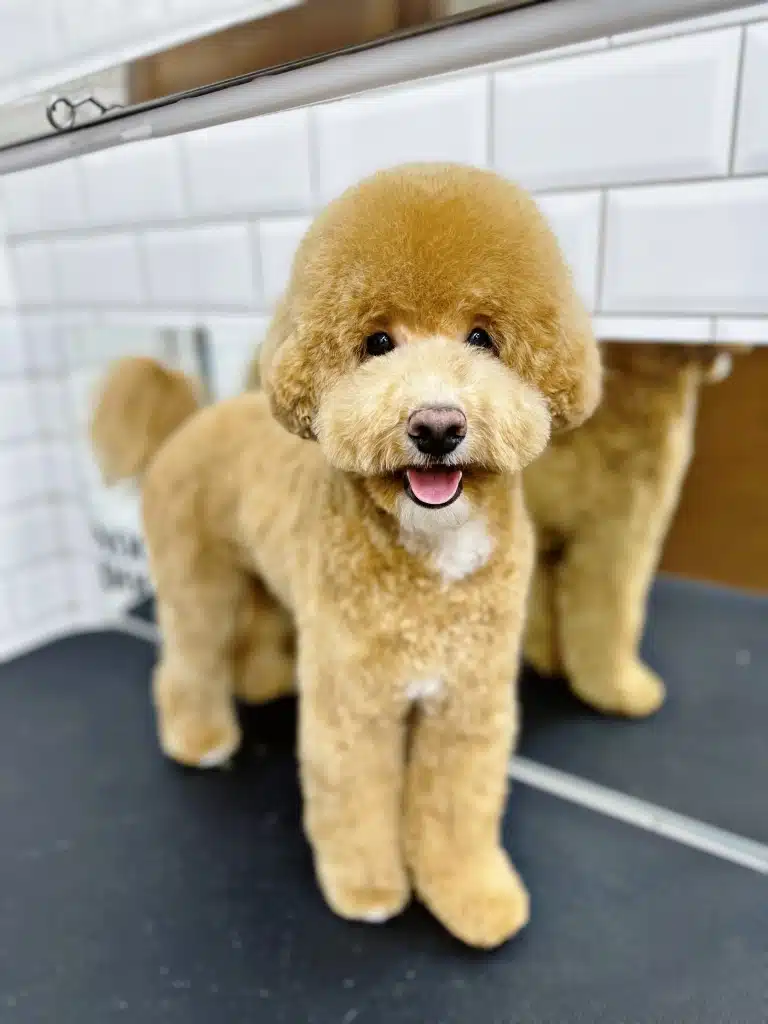 Високий мальтіпу з великою плюшкою має маленькі чорні очі, які після стрижки стало видно