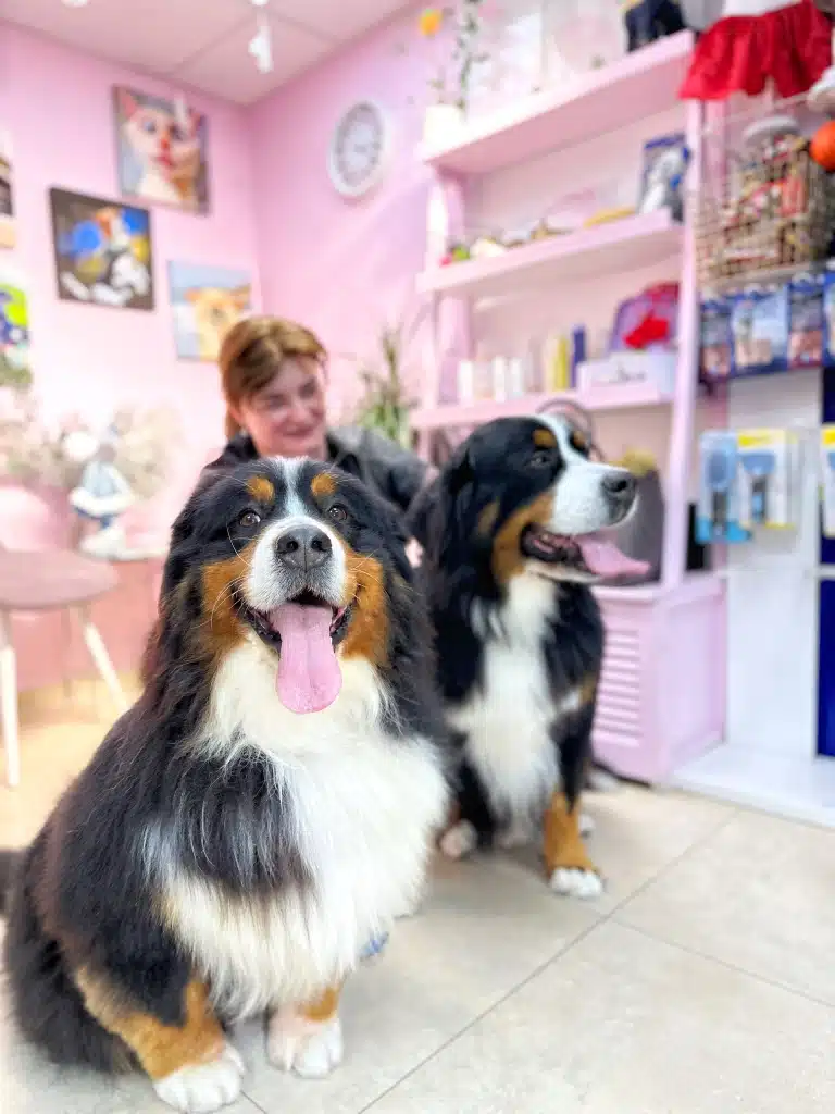 Два бернських зенненхунди сидять біля дівчини в рожевому салоні, висолопивши язики, та чекають на власників