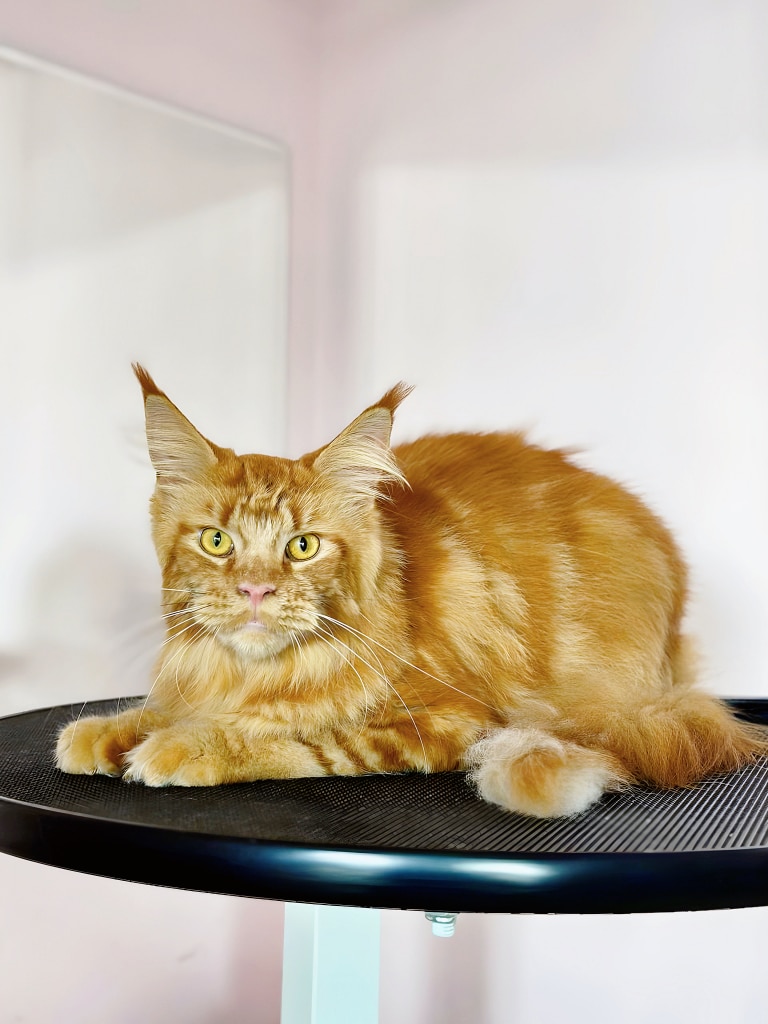 Рудий мейн-кун з жовтими очима дивиться прямо в камеру, лежачи на круглому столі