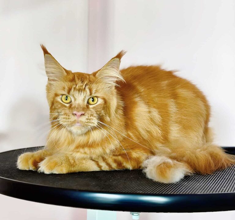 Рудий мейн-кун з жовтими очима дивиться прямо в камеру, лежачи на круглому столі