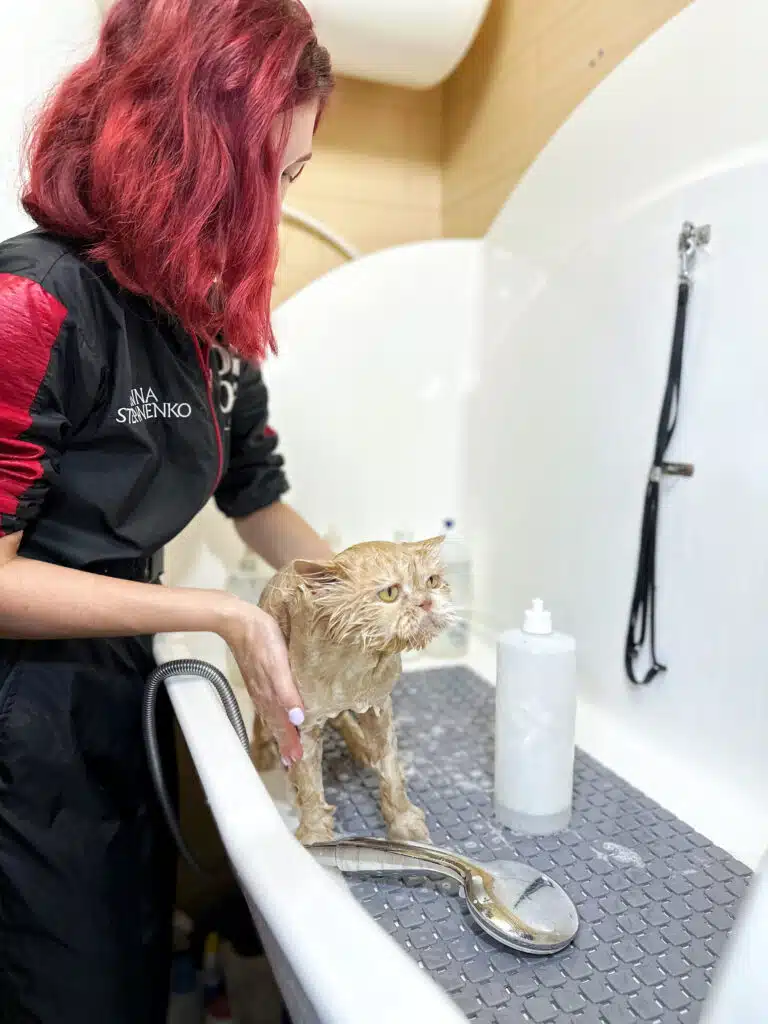 Дівчина з червоним волоссям наносить шампунь на шерсть кремового кота, який стоїть на сірому килимку у ванні