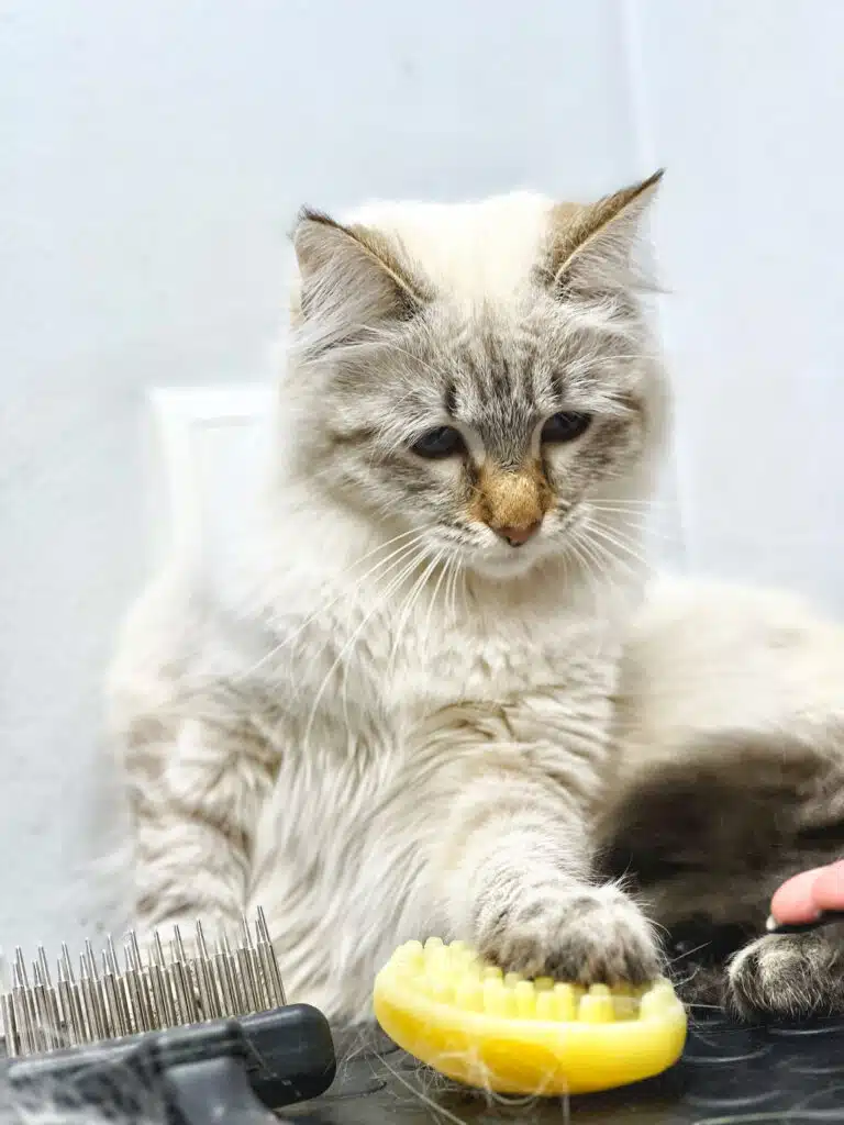 Кіт з коричневим носиком поклав лапу на жовту силіконову щітку для вичісування шерсті