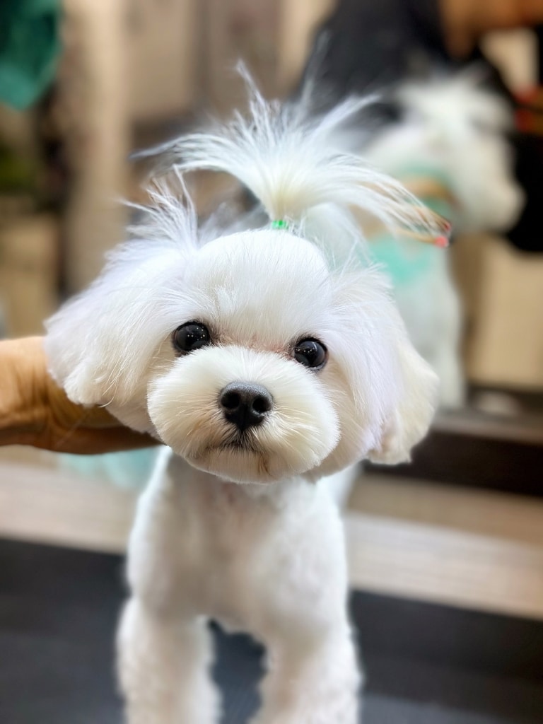 Мальтезе має після грумінгу круглу плюшку, топ кнот з зеленою резинкою та короткий корпус