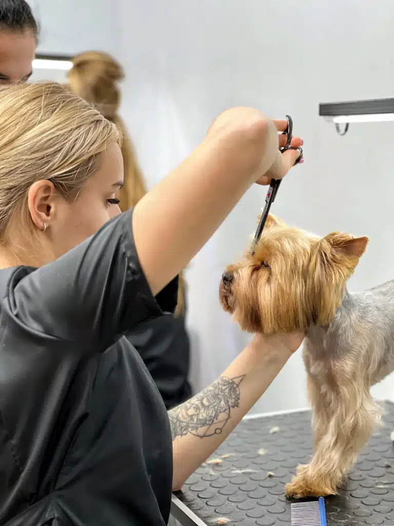 Дівчина з татуюванням на лівій руці тримає під голову йорка та стриже його шерсть в зоні очей