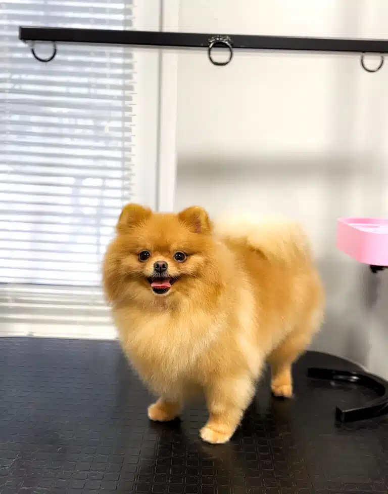 Рудий шпіц стоїть біля вікна з ролетами на чорному грумерському столі