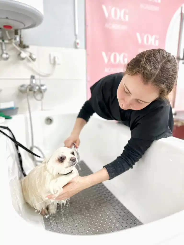 Дівчина в чорній формі мочить шерсть білого собаки з душової лійки у ванні