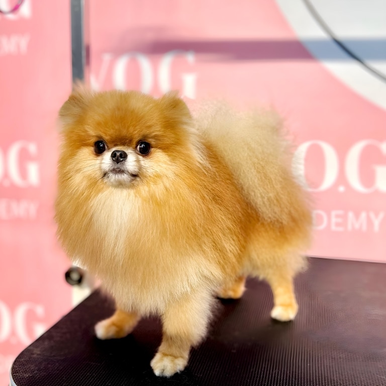 Рудий шпіц стоїть на чистому столі, який розташований біля рожевої стіни з логотипом салону