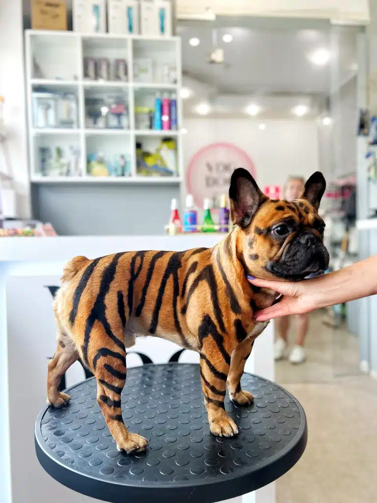 Бульдог з чорними лініями на тілі нагадує тигра після креативного грумінгу в салоні