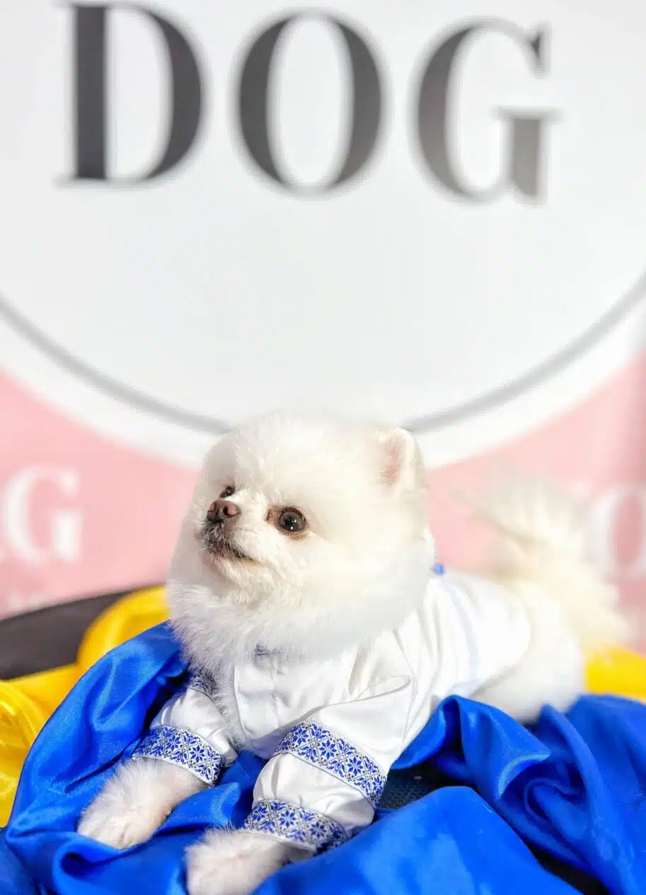 Цуценя у вишиванці - грумінг салон V.O.G DOG