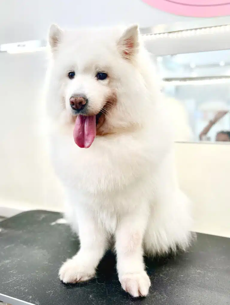 Самоїд розставив лапи в різні боки, сидячи на чорному столі в грумерській