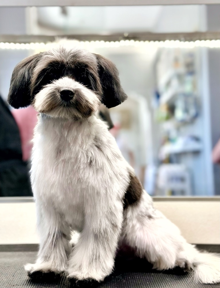 Бівер-йорк з біло-коричневою шерстю сидить перед дзеркалом в грумерській