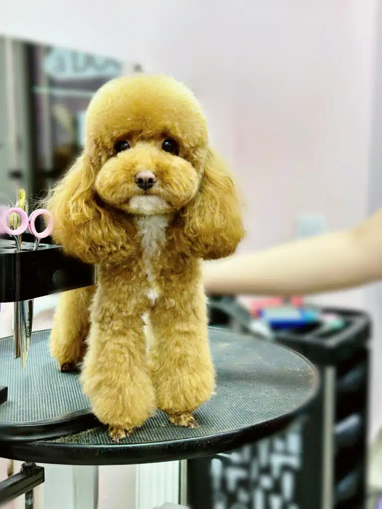 Грумер зробив мальтіпу пуделині лапки та круглу об'ємну голову