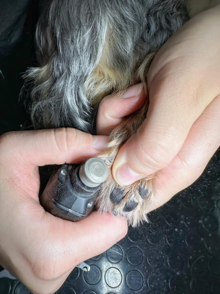 Грумер з натуральними нігтями шліфує кіготь йорка на завершальному етапі