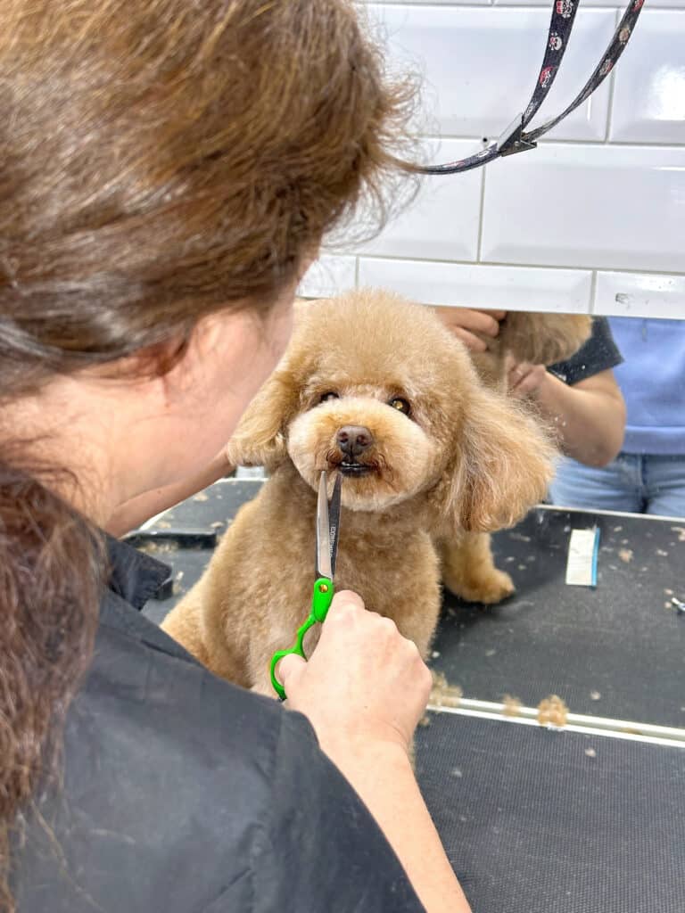 Грумер зеленими ножицями стриже плюшку мальтіпу, притримуючи його ззаду за шию