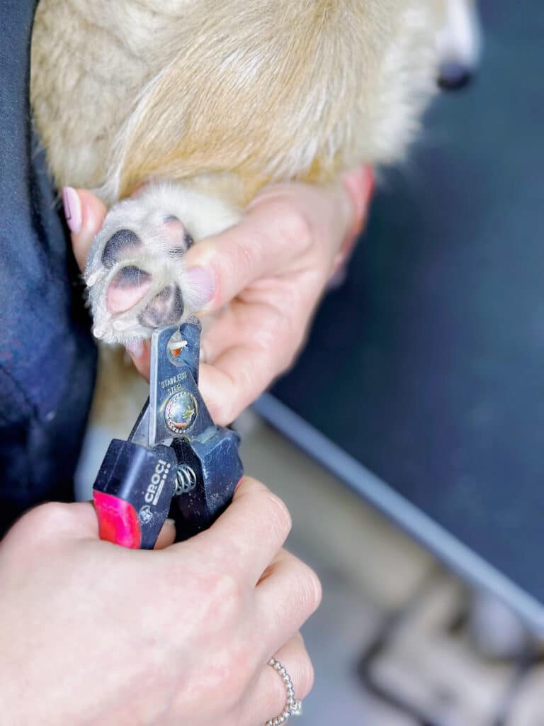 Грумер великим кігтерізом захопив кіготь песика для стрижки