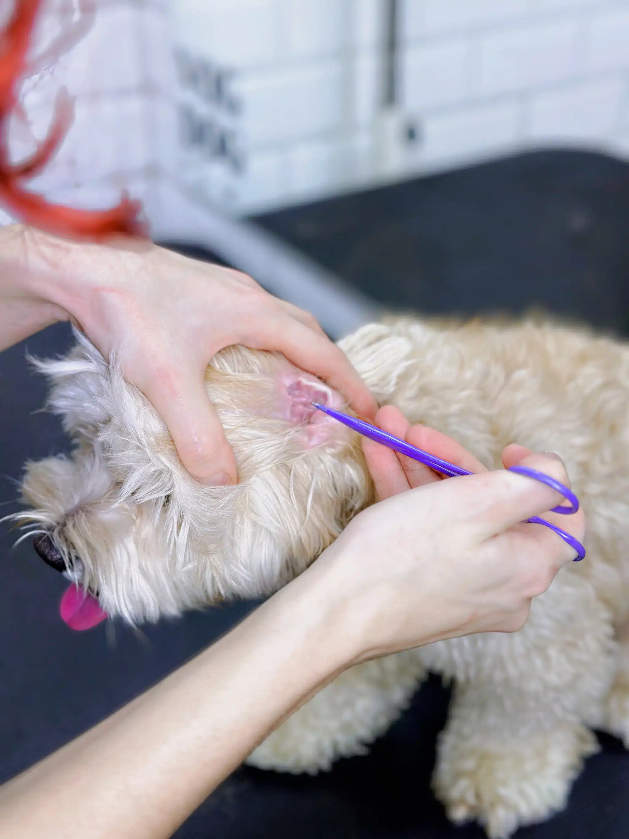 Дівчина з червоним волоссям щипає шерсть у вусі кремового мальтіпу фіолетовим інструментом