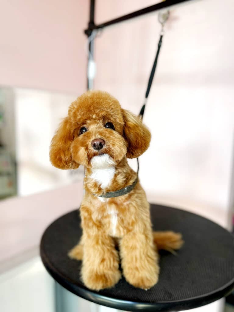 Мальтіпу сидить на столі в ринговці для безпеки після стрижки