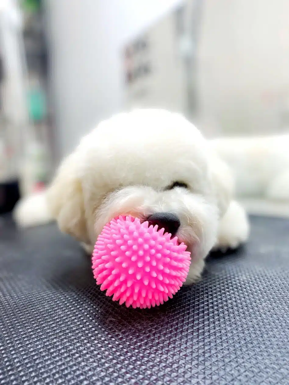 Цуценя з іграшкою - грумінг салон V.O.G DOG