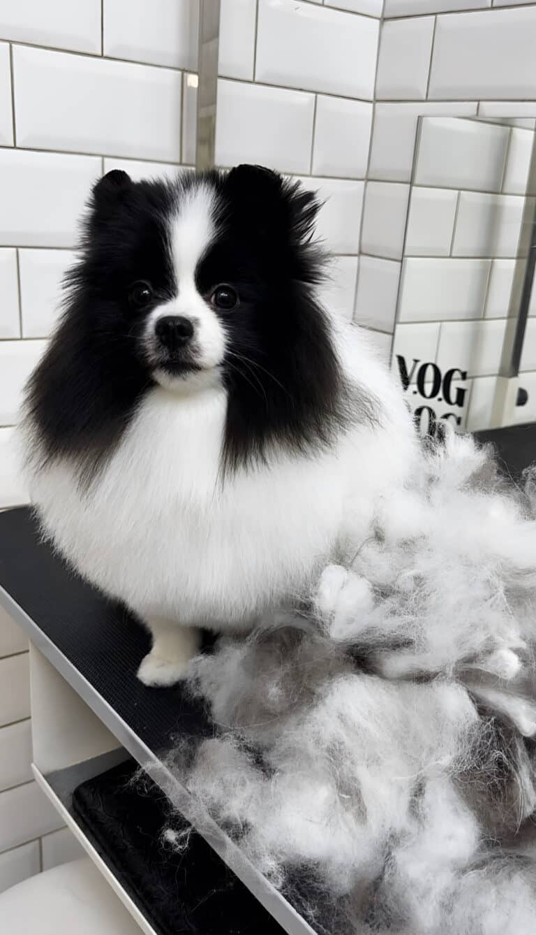 Шпіц з чорно-білою шерстю спокійно сидить біля купи вичесаного підшерстя в кімнаті для грумінгу