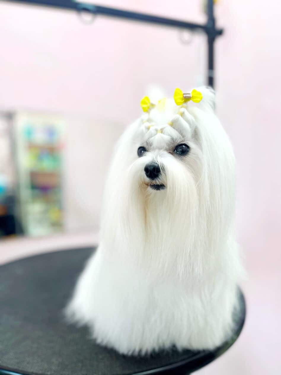 Мальтийская болонка - груминг салон V.O.G DOG