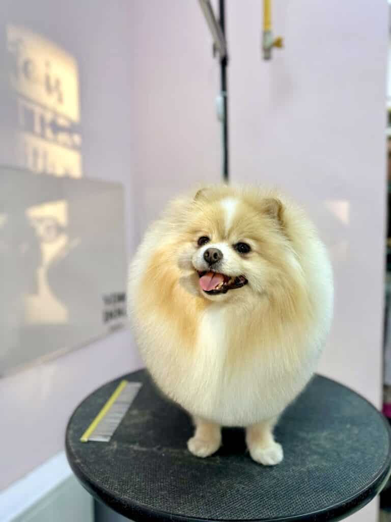 Жовтий гребінець лежить поруч з підстриженим шпіцом на круглому столі в рожевій грумерській