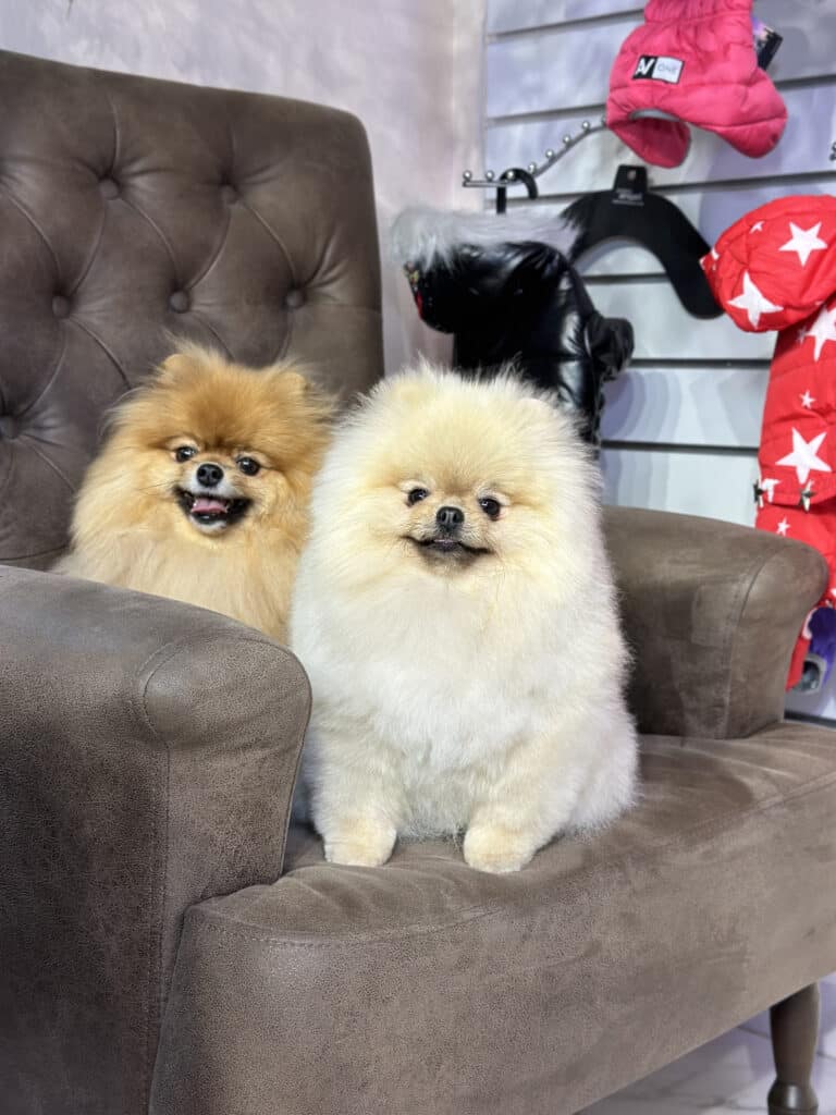 Двоє округлих шпіців сидять на одному коричневому кріслі біля вітрини з одягом