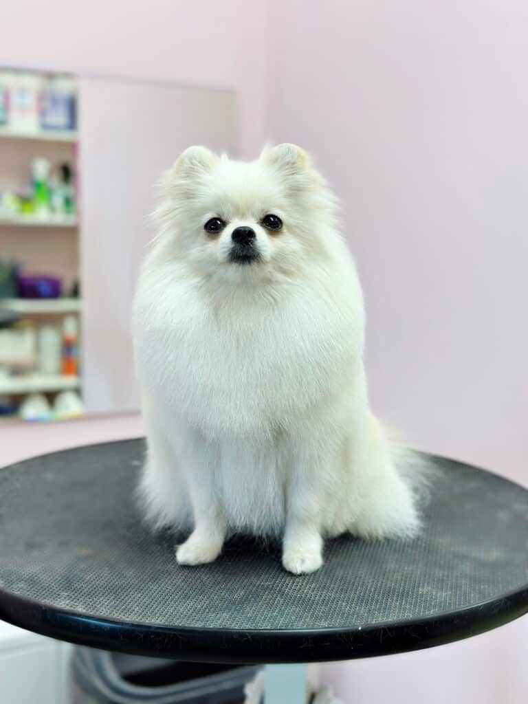 Білий шпіц дивиться прямо в камеру, сидячи на круглому столі, на якому ще залишились шерстинки