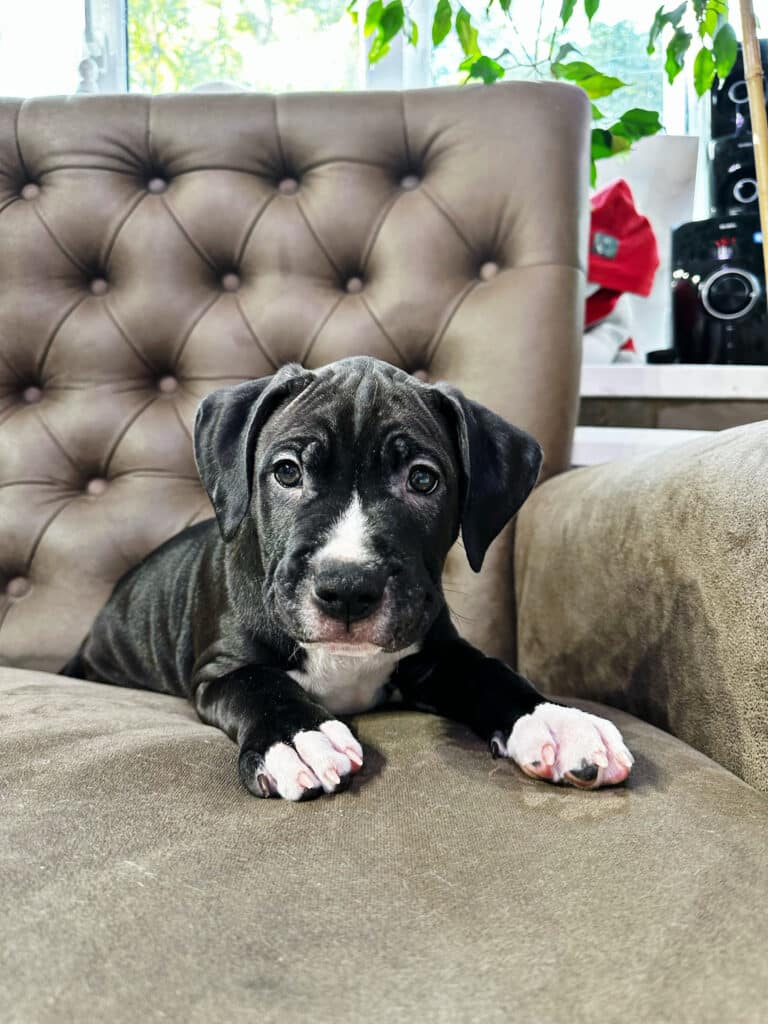 Цуценя чорного кольору має білі ділянки шерсті на морді, грудці та лапах, а подушечки лап - рожеві