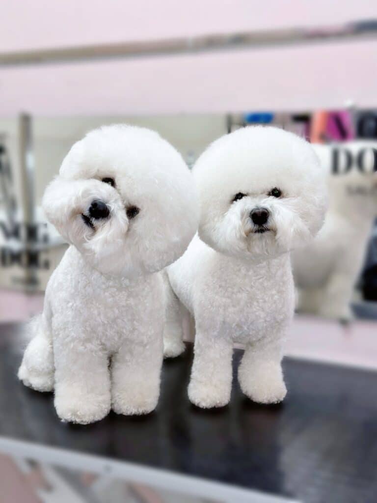 Два бішона стоять на прямокутному столі в рожевій грумерській