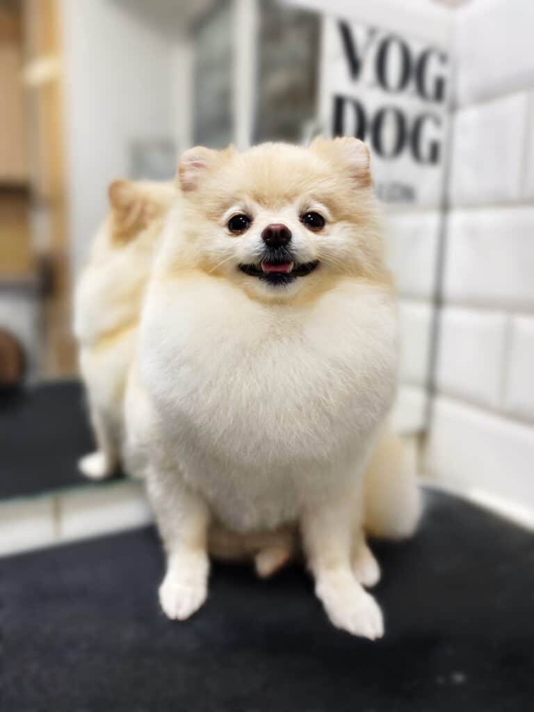 Шпіц з короткою стрижкою сидить в кутку грумерської перед прямокутним дзеркалом