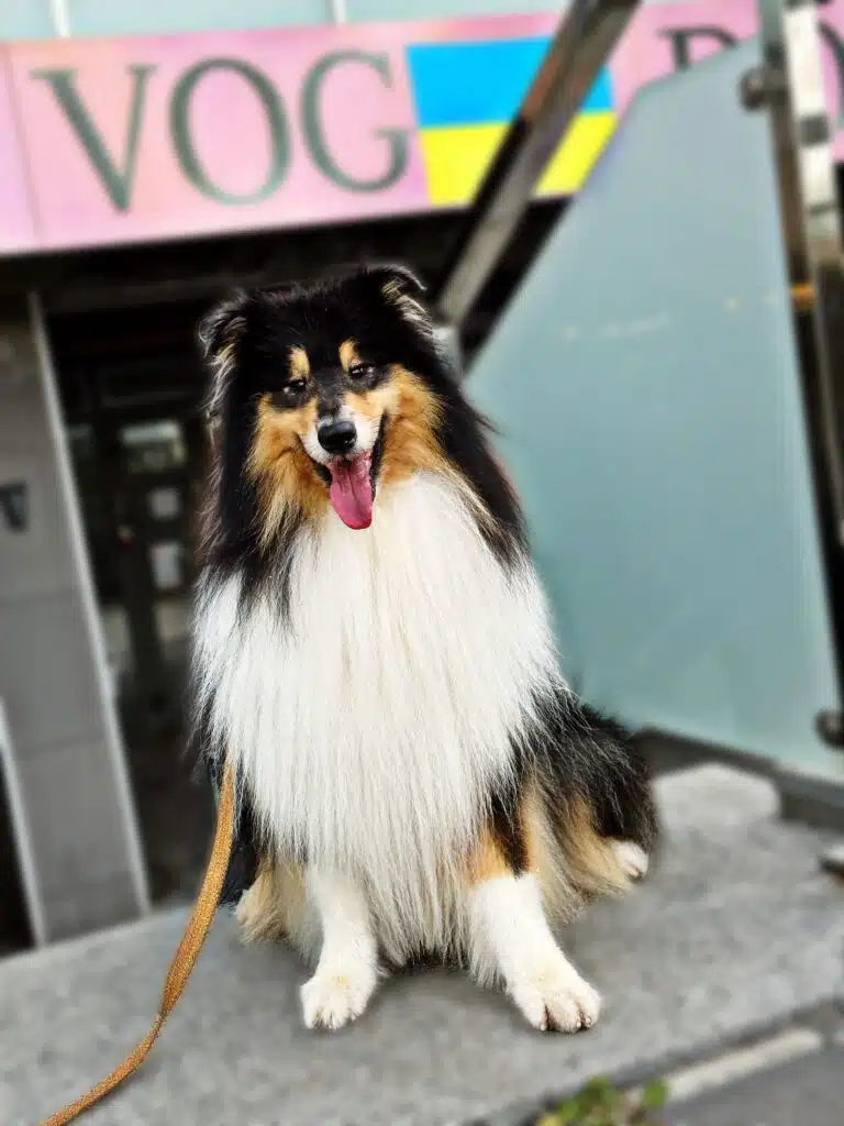 Коллі сидить на повідці перед рожевою вивіскою салону грумінгу