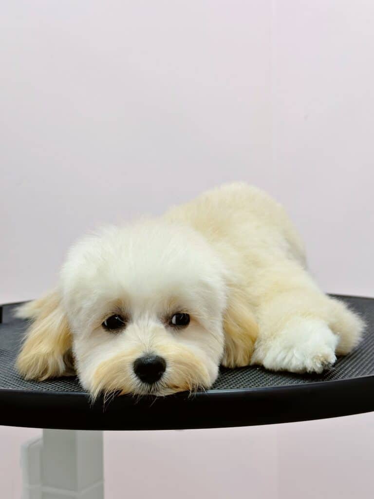 Мальтіпу має сумний вигляд в очікуванні власників на чистому грумерському столі