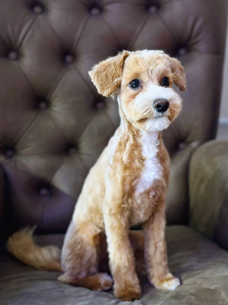 Мальтіпу з білою шерстю на плюшці та грудці має коротку стрижку через велику кількість ковтунів