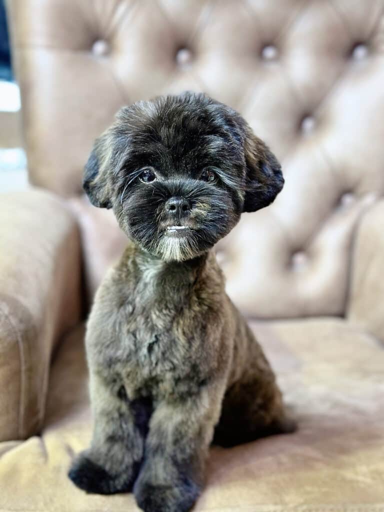 Мальтіпу сидить на коричневому кріслі, демонструючи коротку стрижку та надзвичайно довгі вії