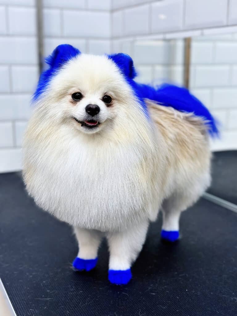 Кремовий шпіц після грумінгу має чисту шерсть, яскраво сині вушка, лапки та хвіст
