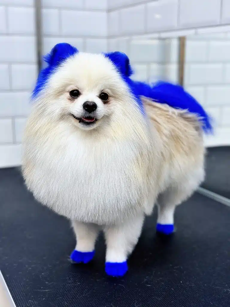 Кремовий шпіц після грумінгу має чисту шерсть, яскраво сині вушка, лапки та хвіст
